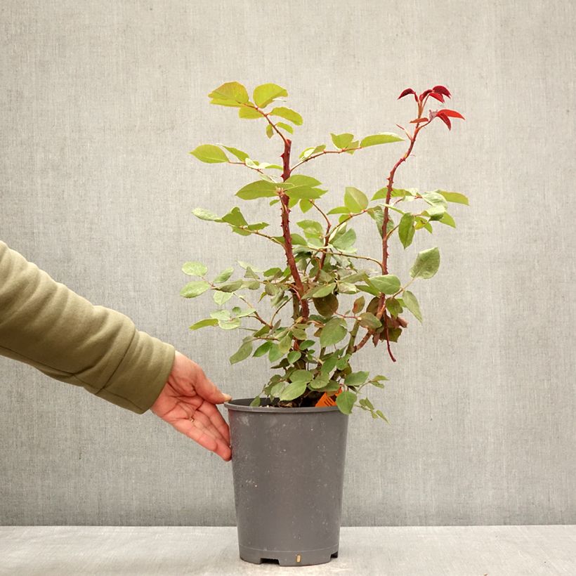 Exemplaar van Rosa Climbing Botero - Klimroos Pot van 4 l/5 l zoals geleverd in de lente