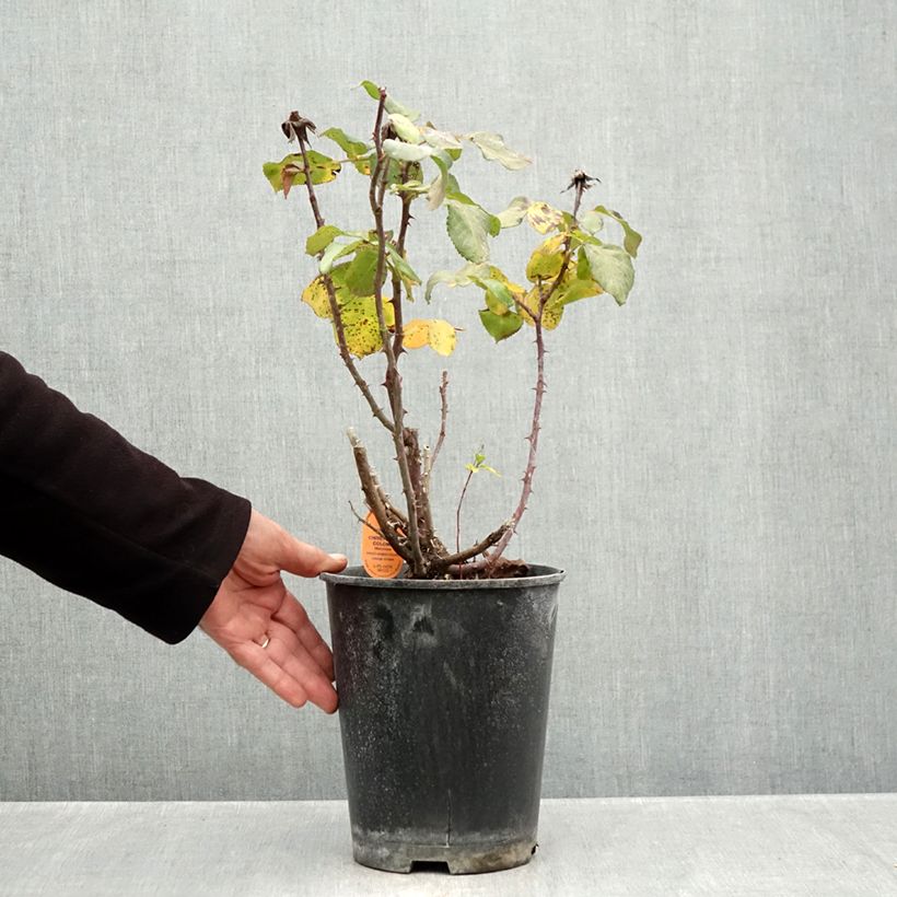 Exemplaar van Rosa Christopher Columbus - Klimroos Pot van 4 l/5 l zoals geleverd in de herfst