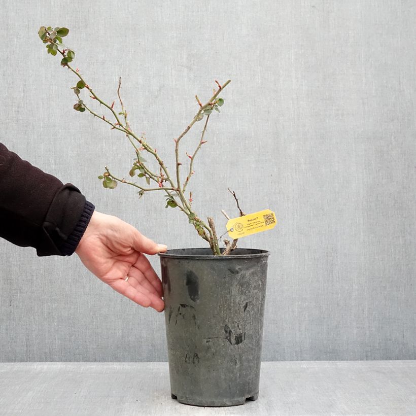 Exemplaar van Rosa Bajazzo - Klimroos Pot van 3 l/4 l zoals geleverd in de winter