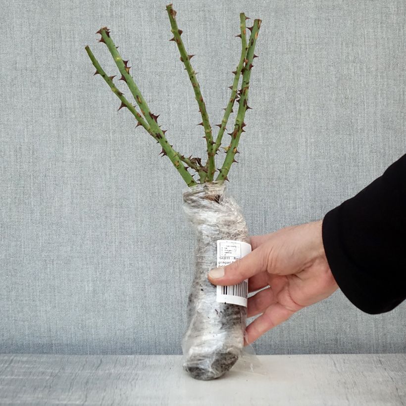 Exemplaar van Rosa Golden Gate - Grootbloemige Klimroos In kluit zoals geleverd in de winter