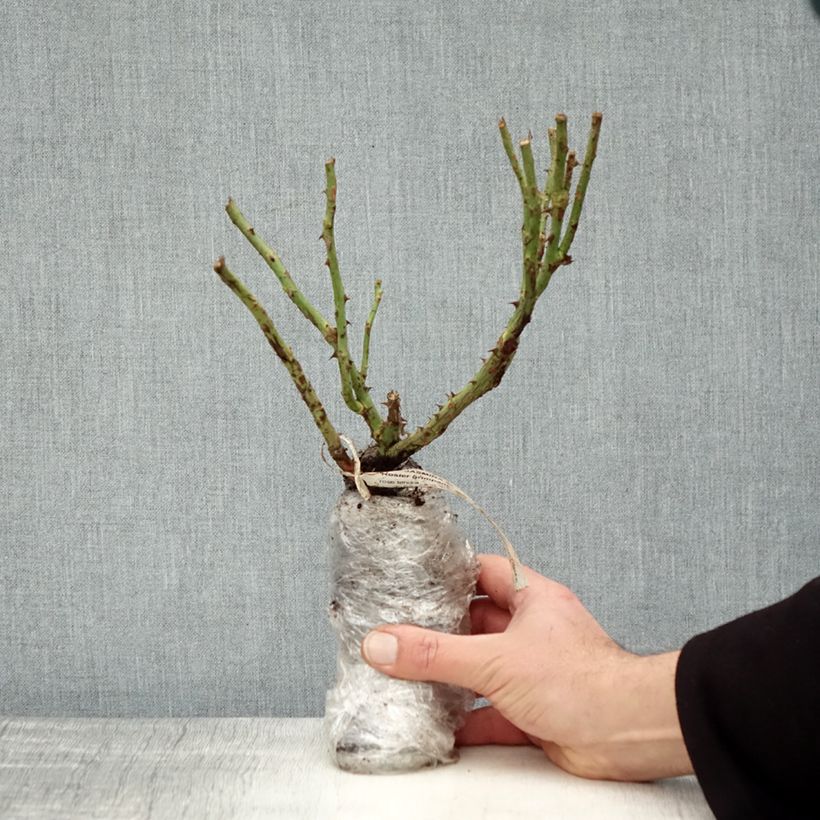 Exemplaar van Rosa Climbing Max Jasmina - Klimroos In kluit zoals geleverd in de winter