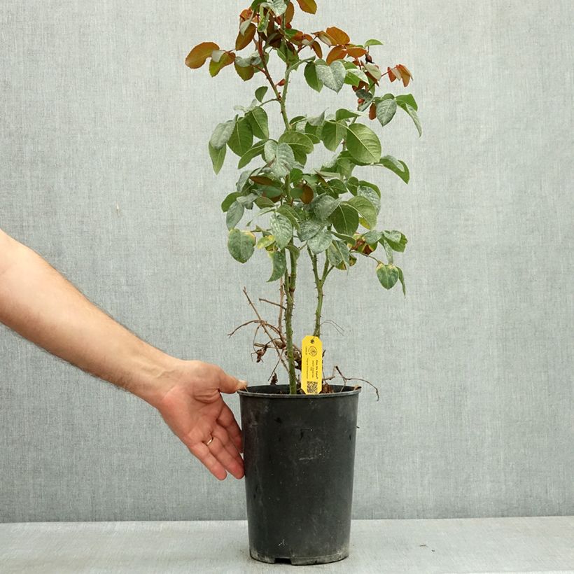 Exemplaar van Rosa Kiss me Kate - Klimroos Pot van 4 l/5 l zoals geleverd in de zomer