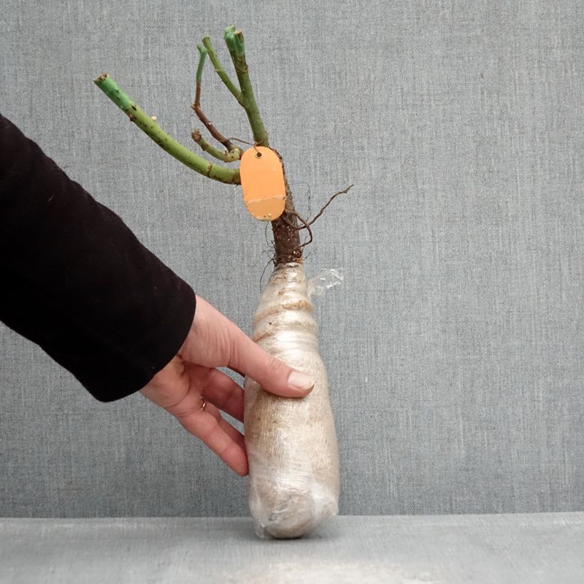 Exemplaar van Rosa Kiss me Kate - Klimroos In kluit zoals geleverd in de winter