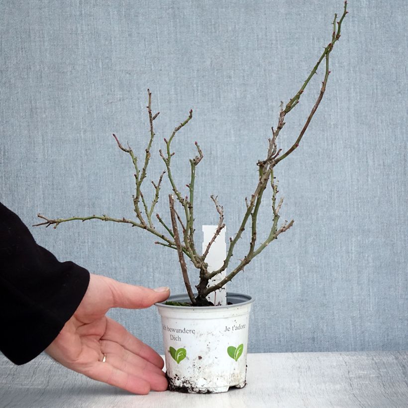 Example of Rosier grimpant Cocktail Pot van 10 cm/11 cm as you get in hiver