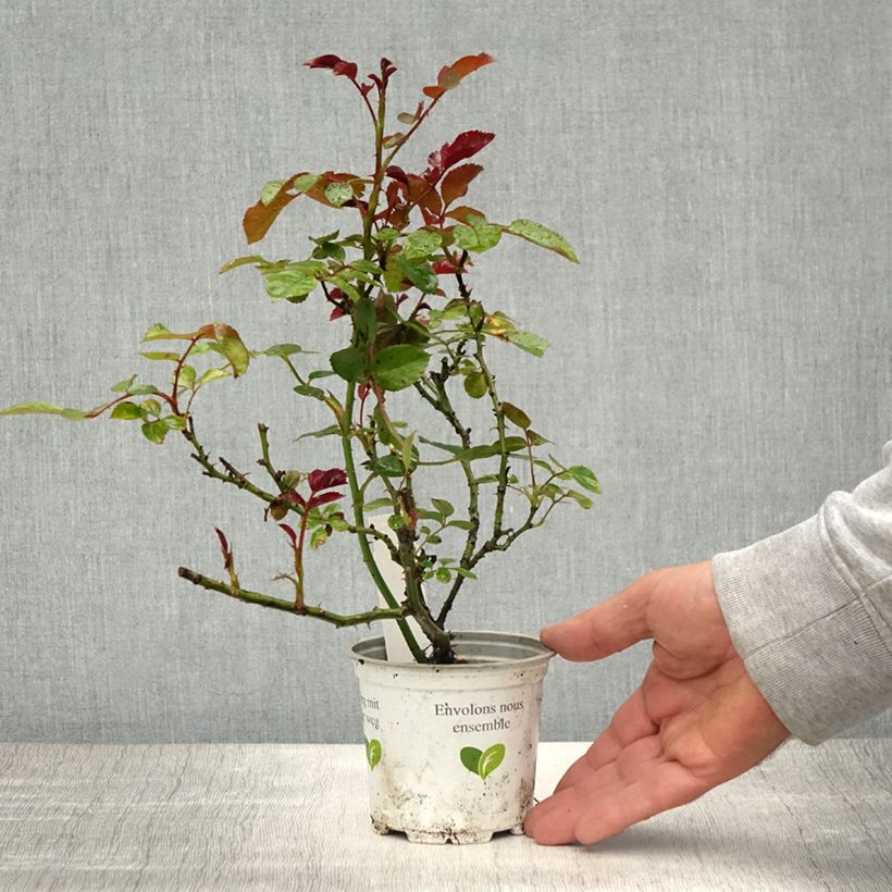 Exemplaar van Rosa Cocktail - Klimroos Pot van 10 cm/11 cm zoals geleverd in de lente