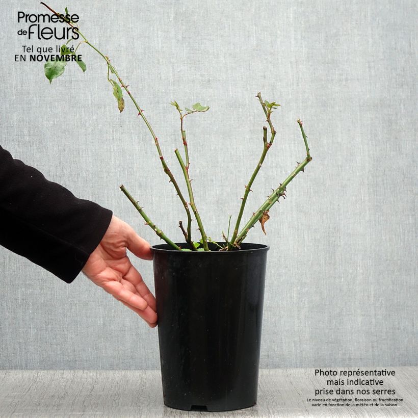 Exemplaar van Rosa Coral Dawn - Grootbloemige Klimroos Pot van 4 l/5 l zoals geleverd in de herfst