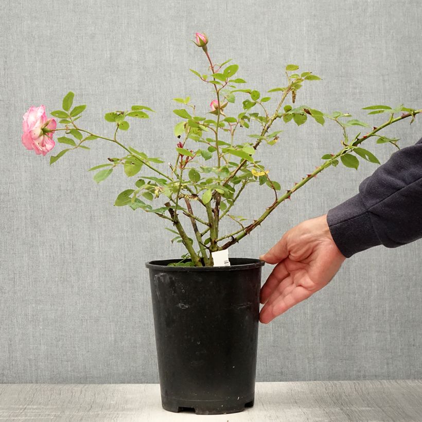 Exemplaar van Rosa Coral Dawn - Grootbloemige Klimroos Pot van 4 l/5 l zoals geleverd in de zomer