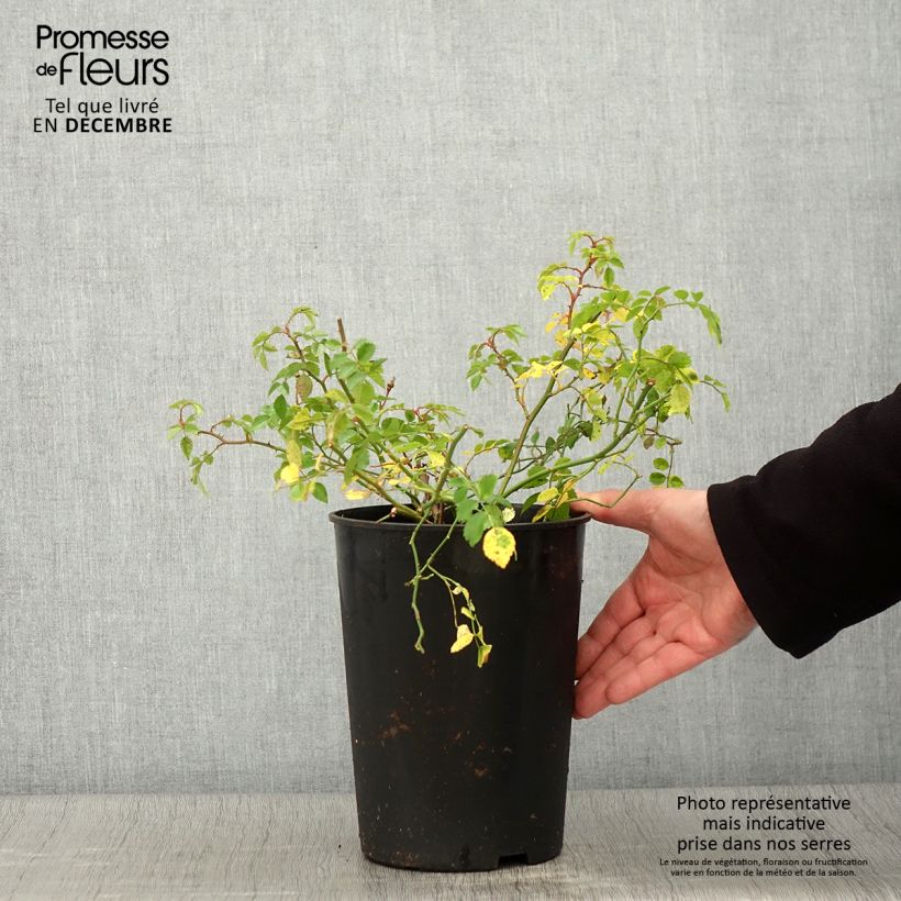 Exemplaar van Rosa Crimson Shower - Klimroos Pot van 3 l/4 l zoals geleverd in de herfst