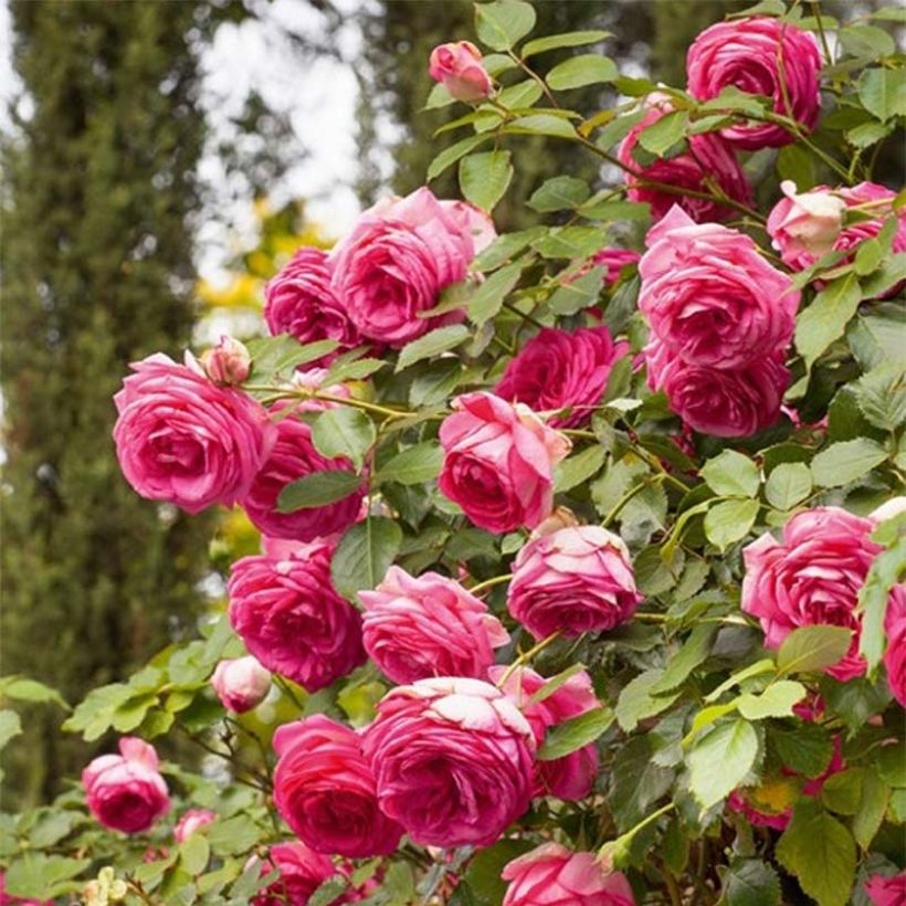 Rosa Pink Eden Rose - Klimroos (Flowering)