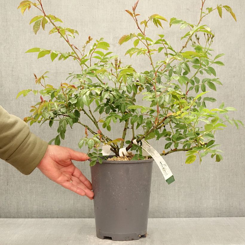 Exemplaar van Rosa Dentelle de Malines - Klimroos Pot van 4 l/5 l zoals geleverd in de lente