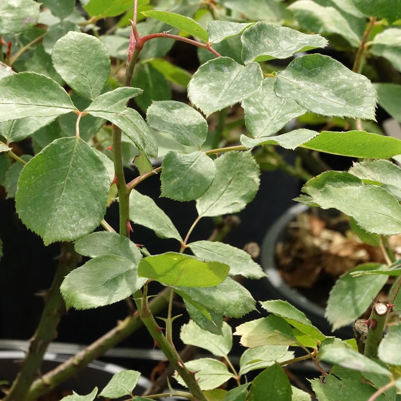 Rosa Dentelle de Malines - Klimroos (Blad)
