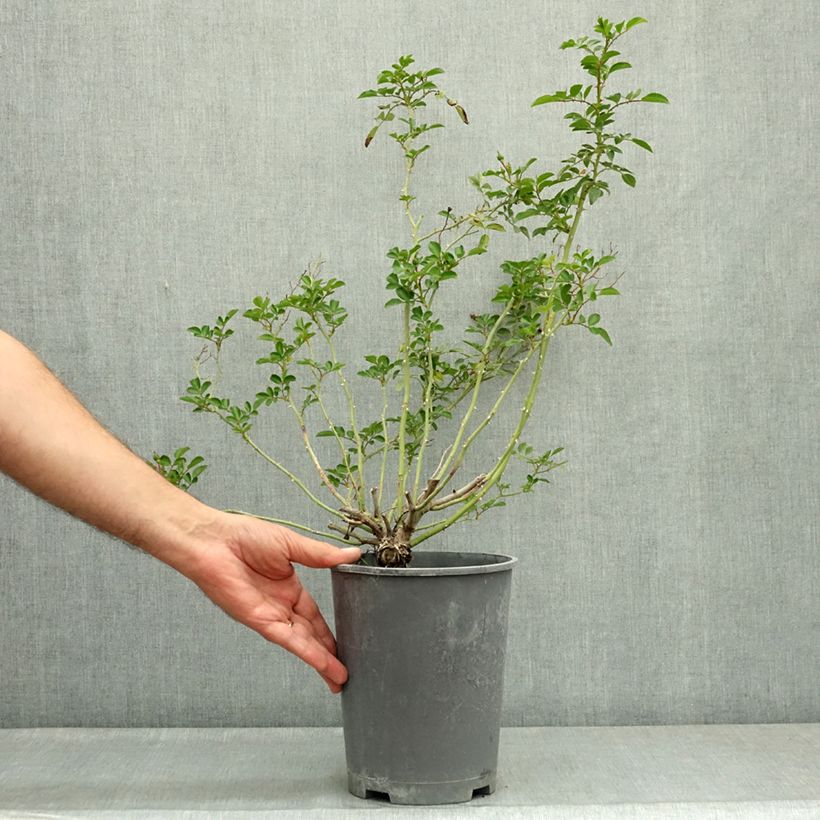 Exemplaar van Rosa Dorothy Perkins - Klimroos Pot van 4 l/5 l zoals geleverd in de zomer
