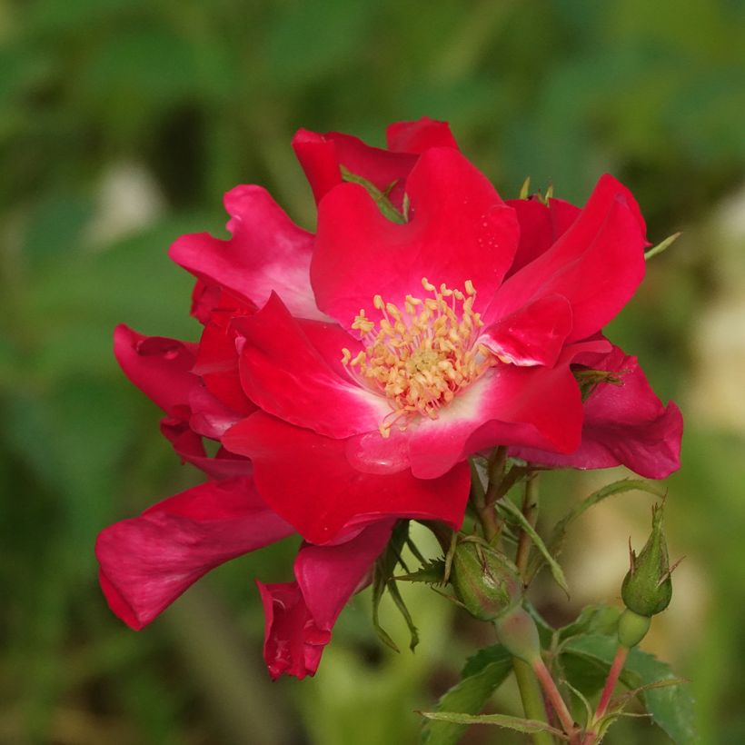 Rosa Dortmund - Grootbloemige Klimroos (Bloei)