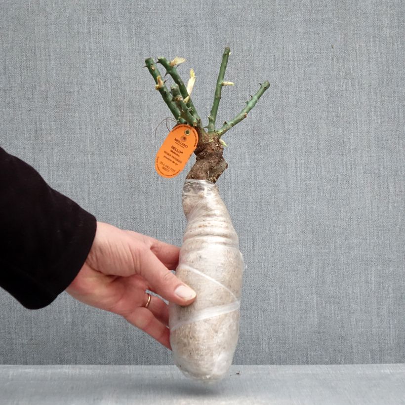 Exemplaar van Rosa Edith Piaf - Klimroos In kluit zoals geleverd in de winter