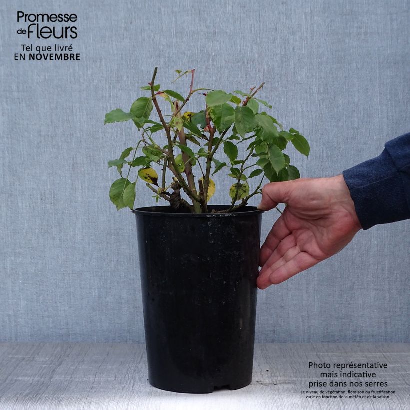 Exemplaar van Rosa Étoile de Hollande - Grootbloemige Klimroos Pot van 4 l/5 l zoals geleverd in de herfst