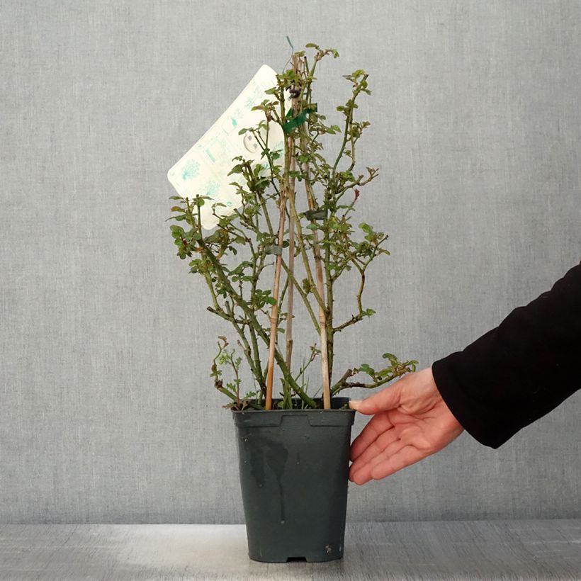 Exemplaar van Rosa Starlet Eva - Klimroos Pot van 4 l/5 l zoals geleverd in de lente