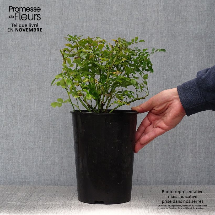 Exemplaar van Rosa Excelsa - Klimroos Pot van 4 l/5 l zoals geleverd in de herfst
