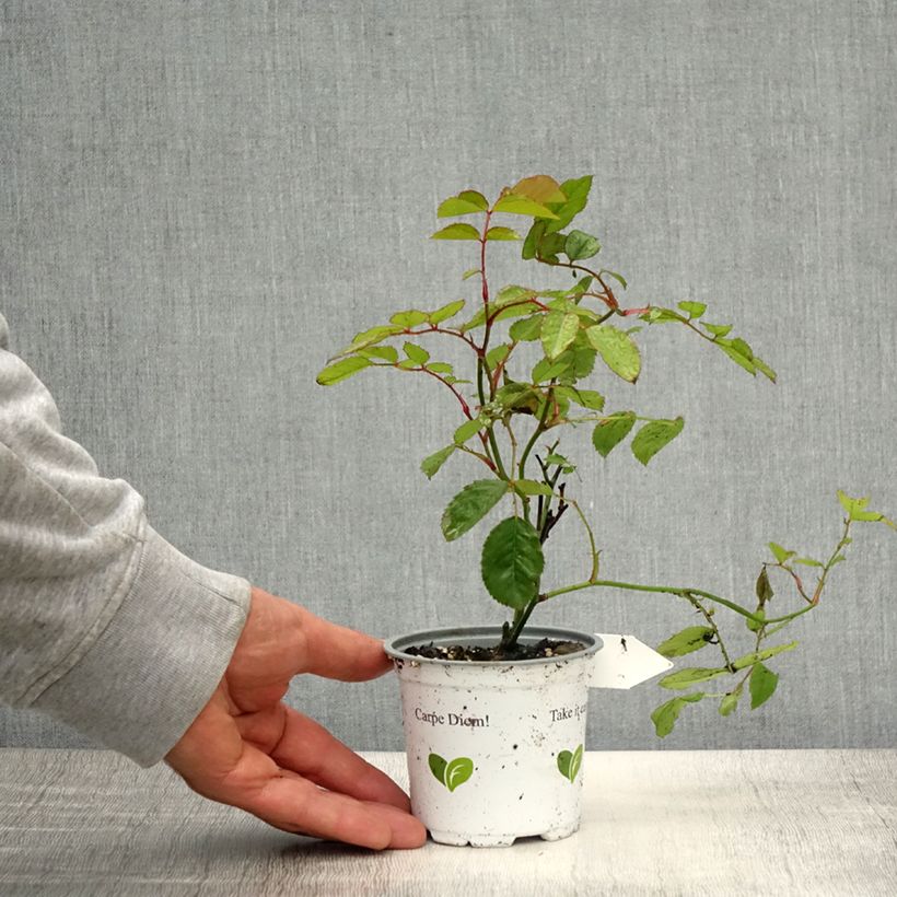 Exemplaar van Rosa Florentina - Klimroos Pot van 10 cm/11 cm zoals geleverd in de lente