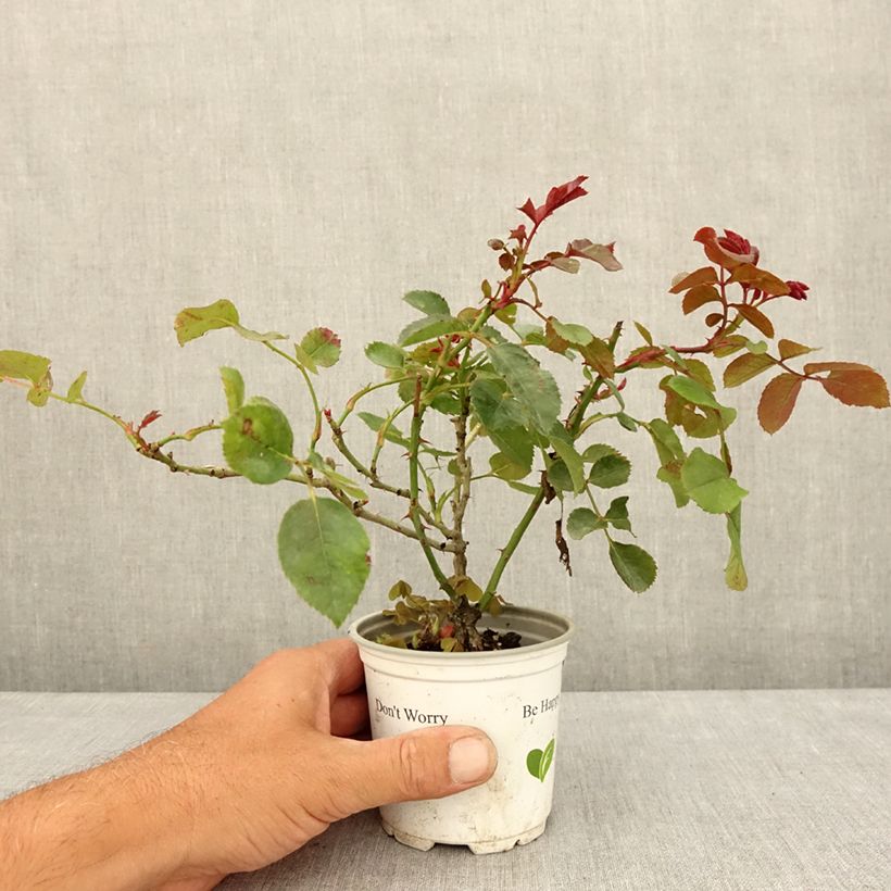 Exemplaar van Rosa Florentina - Klimroos Pot van 10 cm/11 cm zoals geleverd in de zomer