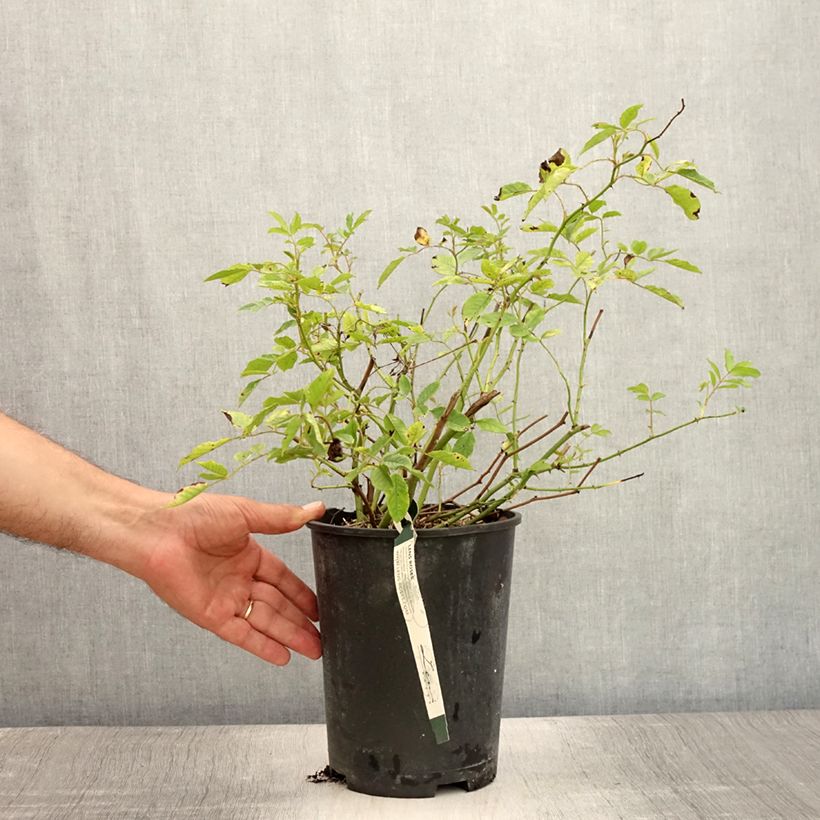Exemplaar van Rosa Frau Eva Schubert - Klimroos Pot van 4 l/5 l zoals geleverd in de zomer