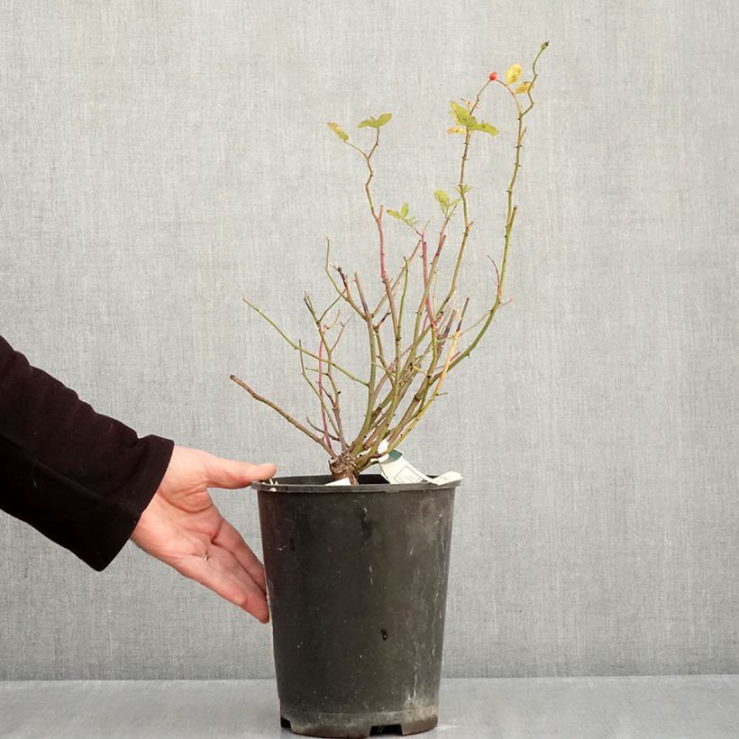 Exemplaar van Rosa Frau Eva Schubert - Klimroos Pot van 4 l/5 l zoals geleverd in de herfst