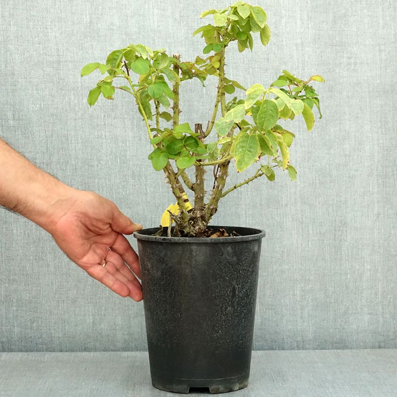 Exemplaar van Rosa Fregate - Klimroos Pot van 4 l/5 l zoals geleverd in de zomer