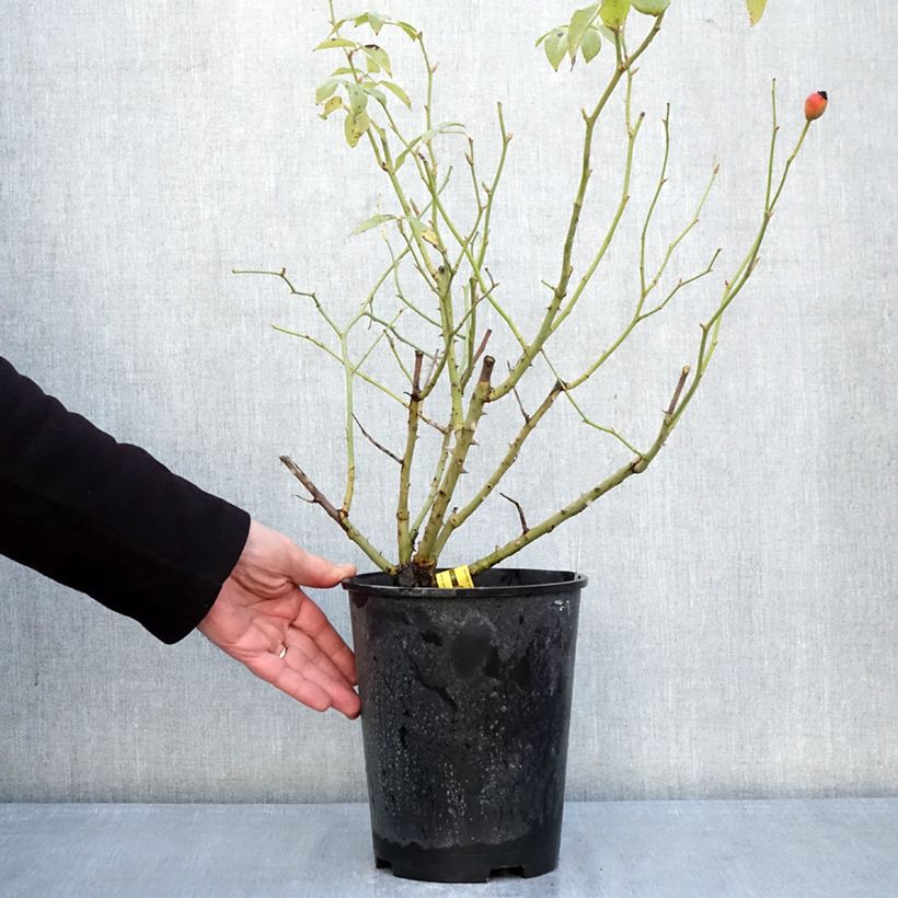 Exemplaar van Rosa Fregate - Klimroos Pot van 4 l/5 l zoals geleverd in de winter