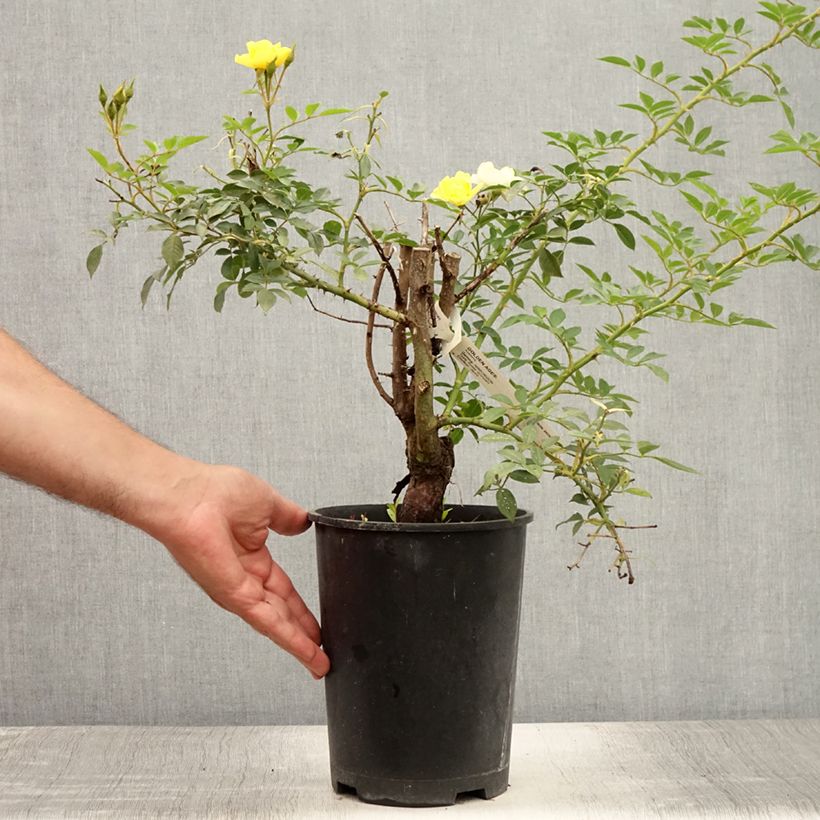 Exemplaar van Rosa Golden Age - Klimroos Pot van 4 l/5 l zoals geleverd in de zomer