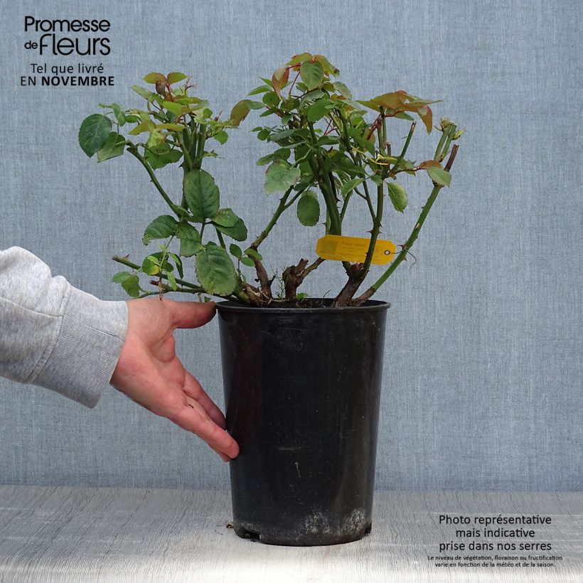 Exemplaar van Rosa Golden Gate - Klimroos Pot van 4 l/5 l zoals geleverd in de herfst