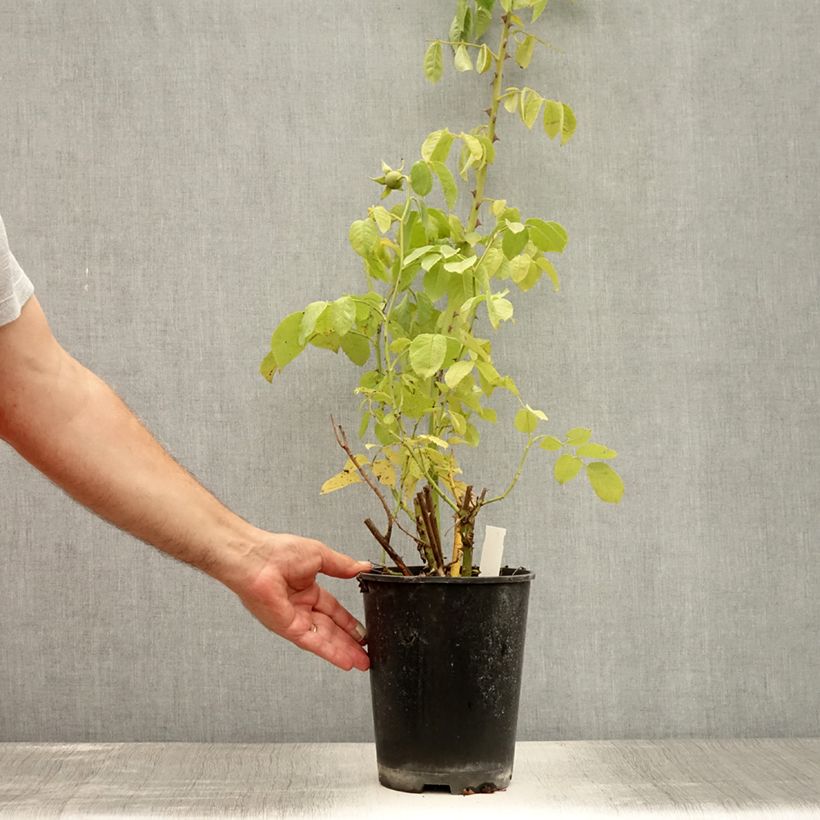 Exemplaar van Rosa Golden Gate - Klimroos Pot van 4 l/5 l zoals geleverd in de zomer