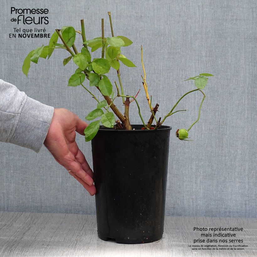 Exemplaar van Rosa Golden Showers - Grootbloemige Klimroos Pot van 4 l/5 l zoals geleverd in de herfst