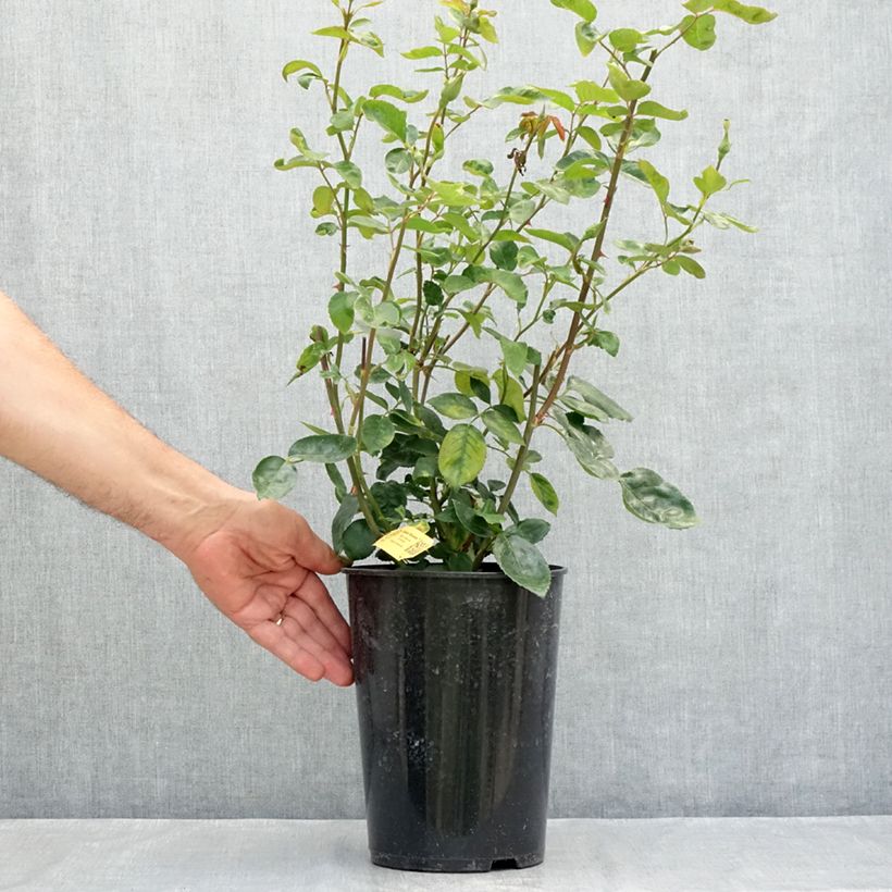 Exemplaar van Rosa Golden Showers - Grootbloemige Klimroos Pot van 4 l/5 l zoals geleverd in de zomer