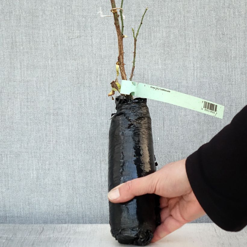 Example of Rosa Goldfassade - Klimroos Goldfassade In kluit as you get in hiver