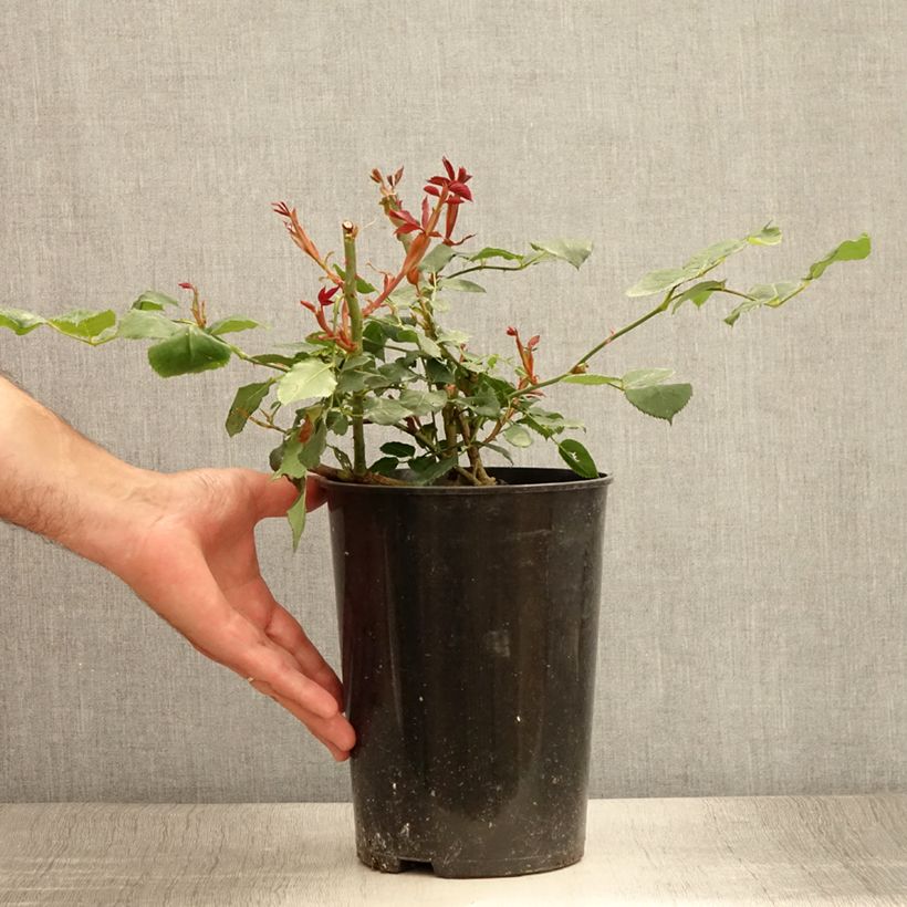 Exemplaar van Rosa Guinée - Klimroos Pot van 4 l/5 l zoals geleverd in de zomer