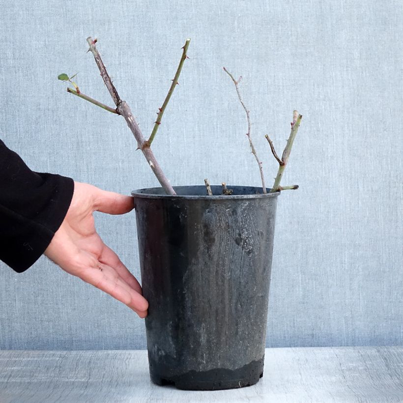 Example of Rosa Guinée - Klimroos Pot van 4 l/5 l as you get in hiver