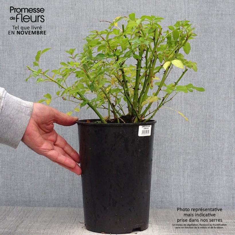 Exemplaar van Rosa Guirlande d'Amour - Doorbloeiende Klimroos Pot van 4 l/5 l zoals geleverd in de herfst
