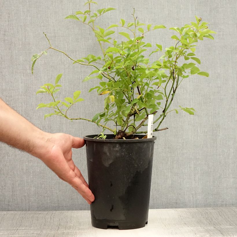 Exemplaar van Rosa Guirlande d'Amour - Doorbloeiende Klimroos Pot van 4 l/5 l zoals geleverd in de zomer