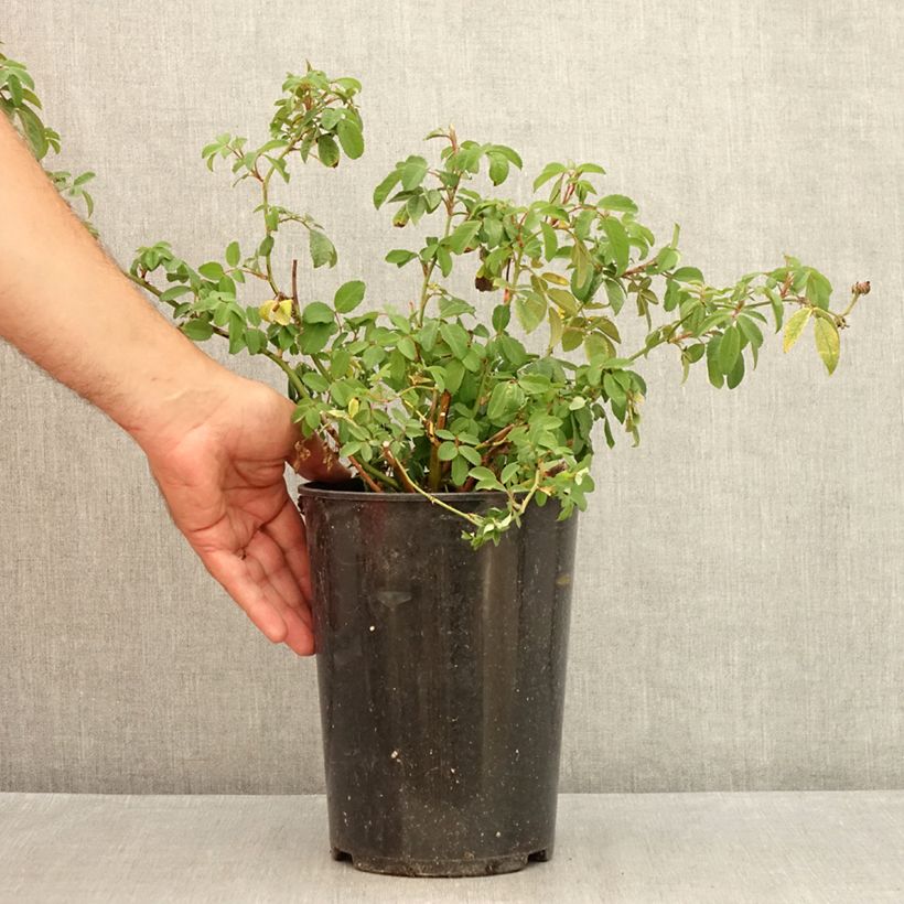 Exemplaar van Rosa Guirlande Rose - Klimroos Pot van 4 l/5 l zoals geleverd in de zomer