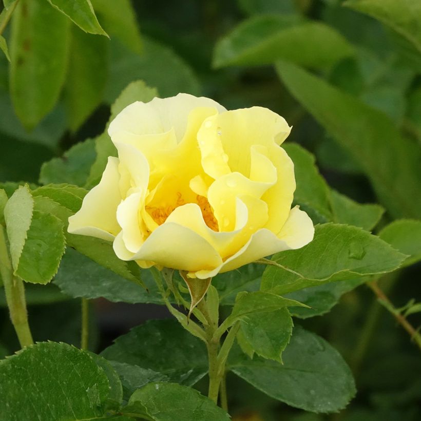 Rosa Happiness - Klimroos (Bloei)