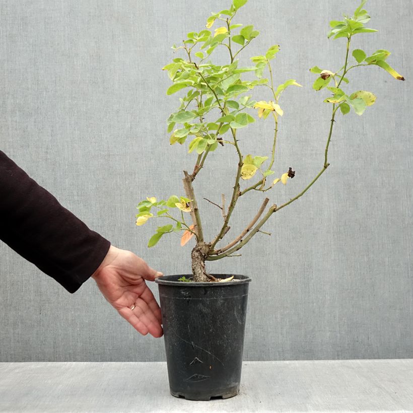 Exemplaar van Rosa Happiness - Klimroos Pot van 4 l/5 l zoals geleverd in de herfst