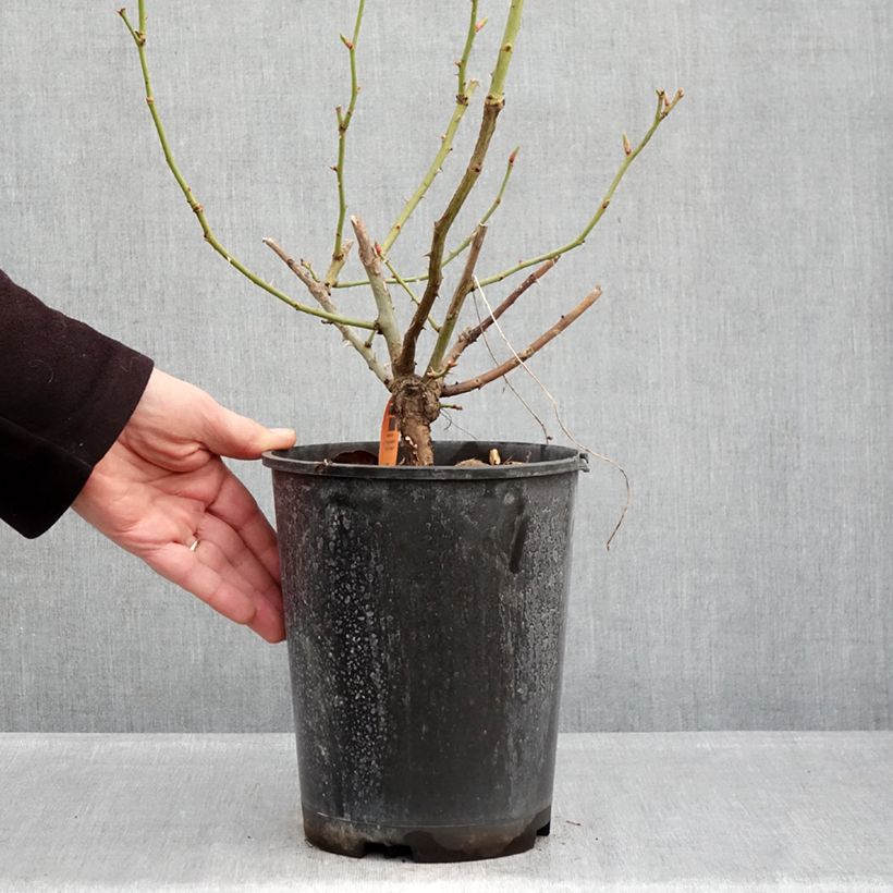 Exemplaar van Rosa Happiness - Klimroos Pot van 4 l/5 l zoals geleverd in de winter
