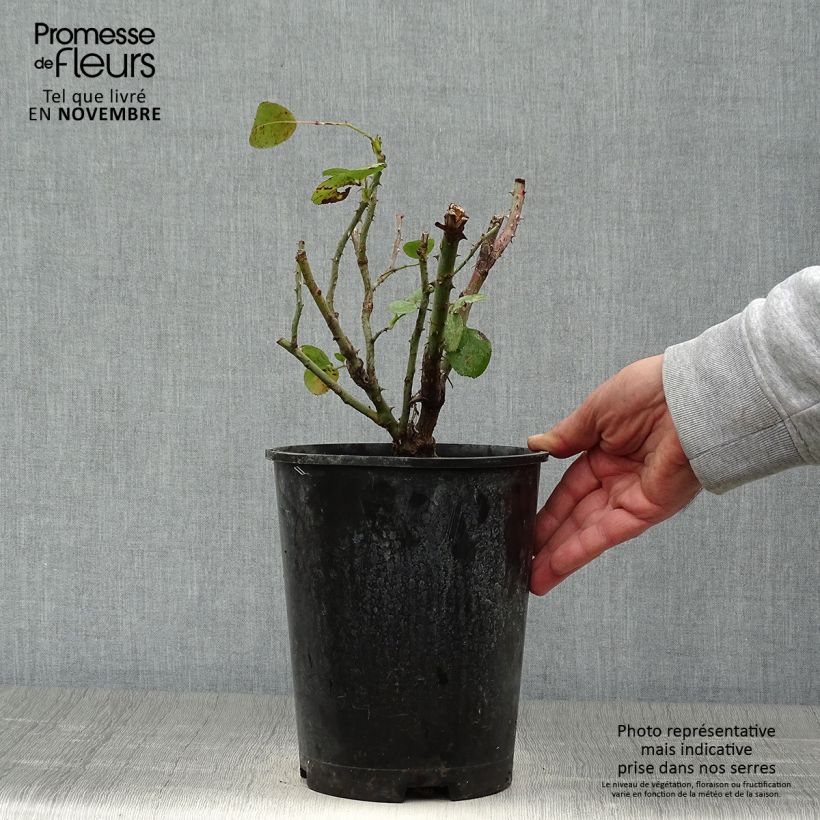 Exemplaar van Rosa Jasmina - Klimroos Pot van 4 l/5 l zoals geleverd in de herfst