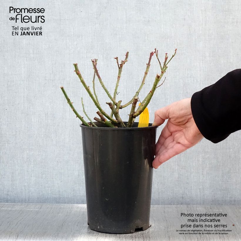 Example of Rosa Jasmina - Klimroos Pot van 4 l/5 l as you get in hiver