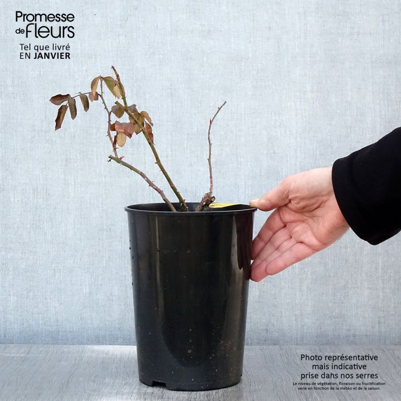 Example of Rosa Laguna - Doorbloeiende Klimroos Pot van 4 l/5 l as you get in hiver