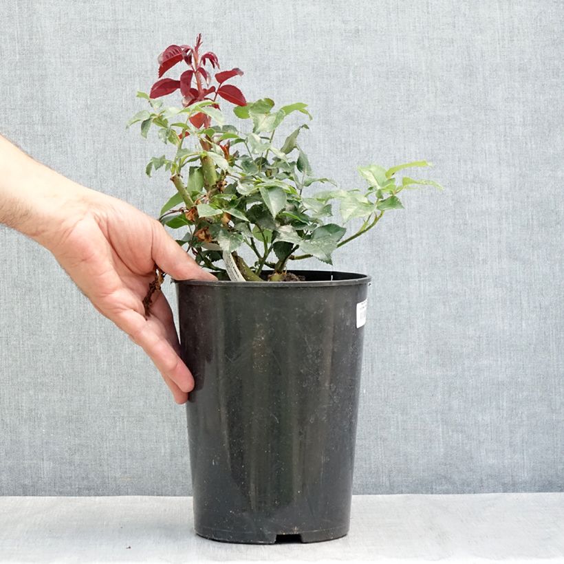 Exemplaar van Rosa Red Flame - Grootbloemige Klimroos Pot van 4 l/5 l zoals geleverd in de zomer