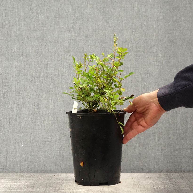 Exemplaar van Rosa Libertas - Klimroos Pot van 4 l/5 l zoals geleverd in de lente