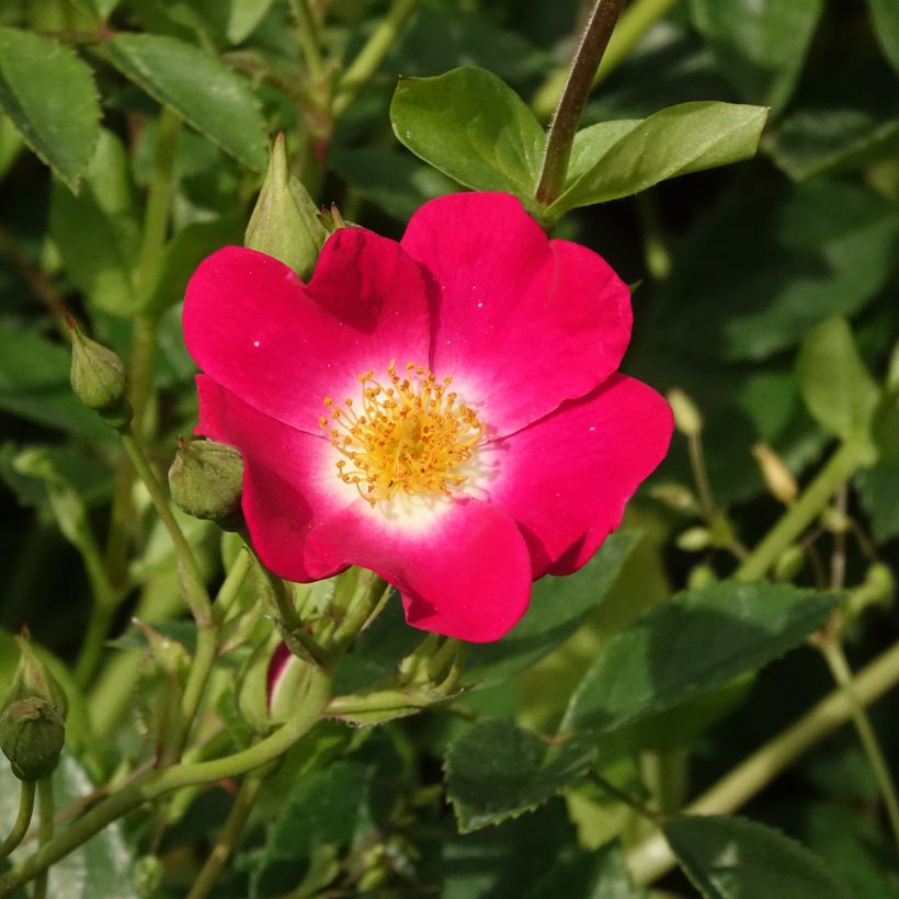 Rosa Libertas - Klimroos (Bloei)