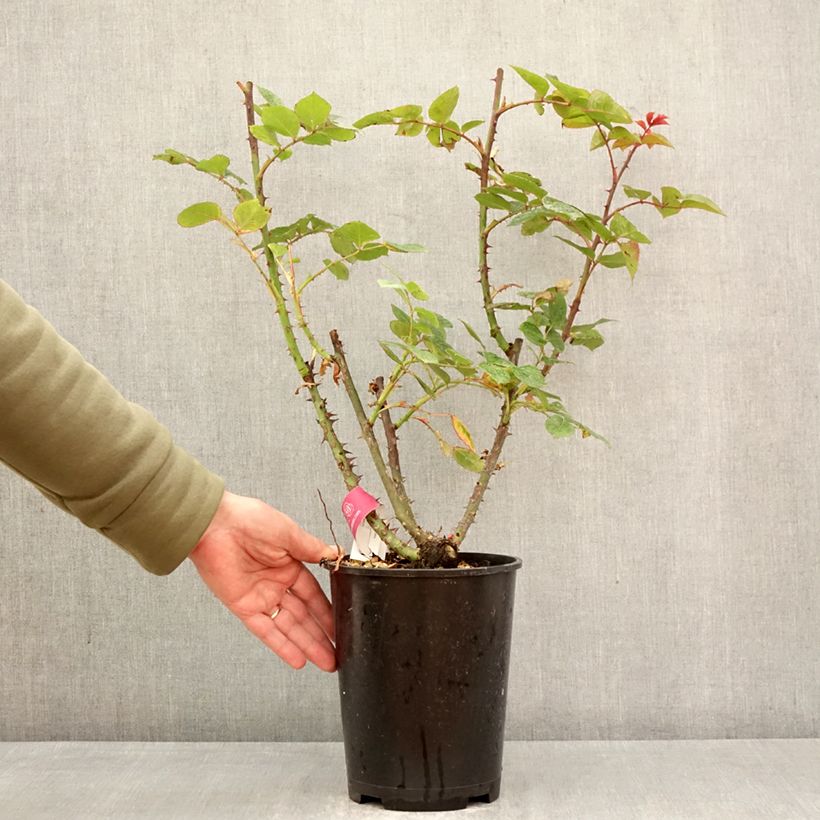 Exemplaar van Rosa Long Island - Klimroos Pot van 4 l/5 l zoals geleverd in de lente