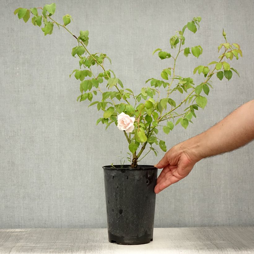 Exemplaar van Rosa Madame Alfred Carrière - Klimroos Pot van 4 l/5 l zoals geleverd in de zomer