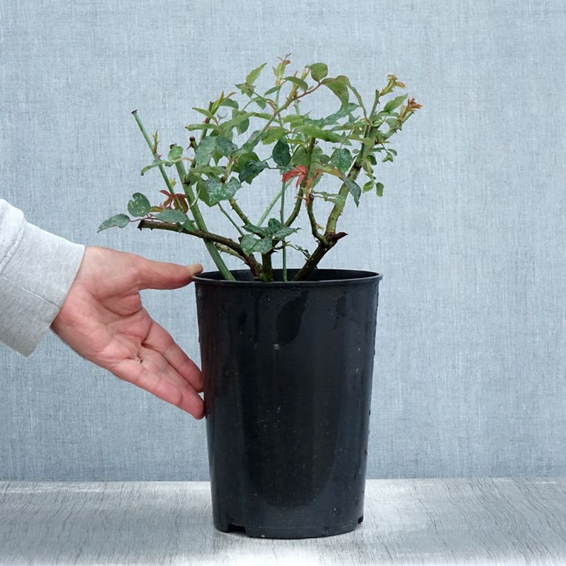 Exemplaar van Rosa Madame Grégoire Staechelin - Klimroos Pot van 4 l/5 l zoals geleverd in de herfst
